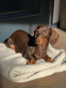 Cutest small dog breeds Dachshund loyal companion Cutest small dog breeds Dachshund loyal companion