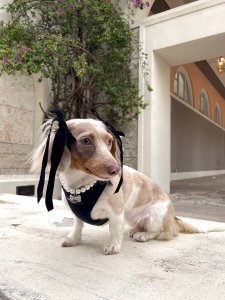 Cutest small dog breeds Dachshund energetic pet Cutest small dog breeds Dachshund energetic pet