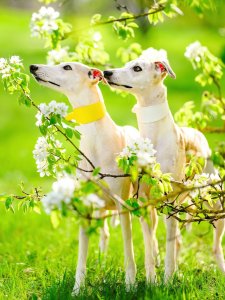 Cutest small dog breeds Italian Greyhound tiny pup Cutest small dog breeds Italian Greyhound tiny pup