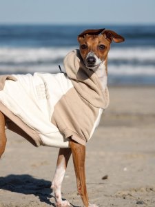 Cutest small dog breeds Italian Greyhound gentle pet Cutest small dog breeds Italian Greyhound gentle pet