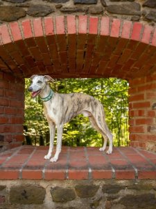 Cutest small dog breeds Italian Greyhound friendly pup Cutest small dog breeds Italian Greyhound friendly pup