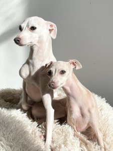 Cutest small dog breeds Italian Greyhound graceful dogs Cutest small dog breeds Italian Greyhound graceful dogs