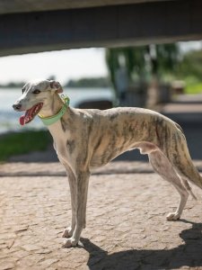 Cutest small dog breeds Italian Greyhound adorable dog Cutest small dog breeds Italian Greyhound adorable dog