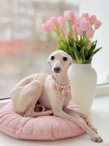 Cutest small dog breeds Italian Greyhound  Cutest small dog breeds Italian Greyhound