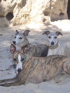 Cutest small dog breeds Italian Greyhound loyal companions Cutest small dog breeds Italian Greyhound loyal companions