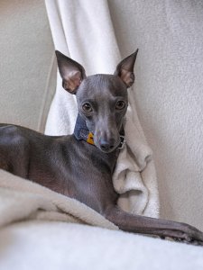 Cutest small dog breeds Italian Greyhound playful pup Cutest small dog breeds Italian Greyhound playful pup