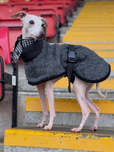 Cutest small dog breeds Italian Greyhound sleek and fast Cutest small dog breeds Italian Greyhound sleek and fast