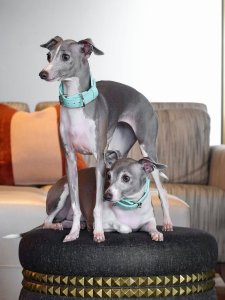 Cutest small dog breeds Italian Greyhound small and cute Cutest small dog breeds Italian Greyhound small and cute