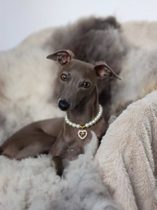 Cutest small dog breeds Italian Greyhound charming dog Cutest small dog breeds Italian Greyhound charming dog