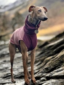 Cutest small dog breeds Italian Greyhound elegant pet Cutest small dog breeds Italian Greyhound elegant pet