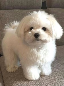 Cutest small dog breeds Maltese fluffy pup Cutest small dog breeds Maltese fluffy pup