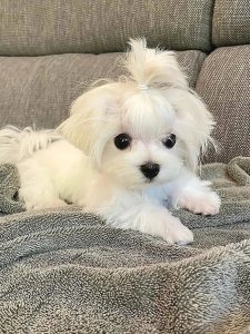 Cutest small dog breeds Maltese happy little dog Cutest small dog breeds Maltese happy little dog