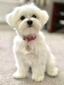 Cutest small dog breeds Maltese perfect family pet Cutest small dog breeds Maltese perfect family pet