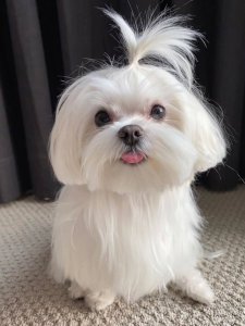 Cutest small dog breeds Maltese Cutest small dog breeds Maltese