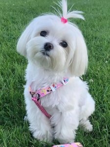 Cutest small dog breeds Maltese adorable dog Cutest small dog breeds Maltese adorable dog