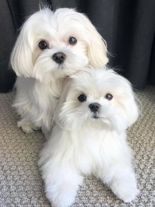 Cutest small dog breeds Maltese tiny companion Cutest small dog breeds Maltese tiny companion