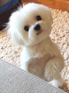 Cutest small dog breeds Maltese cute and cuddly Cutest small dog breeds Maltese cute and cuddly