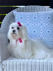 Cutest small dog breeds Maltese loving lapdog Cutest small dog breeds Maltese loving lapdog