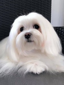 Cutest small dog breeds Maltese gentle and sweet Cutest small dog breeds Maltese gentle and sweet