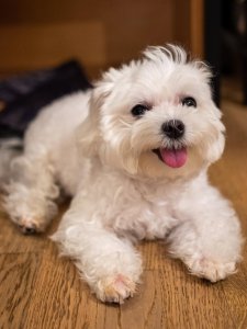 Cutest small dog breeds Maltese playful puppy Cutest small dog breeds Maltese playful puppy