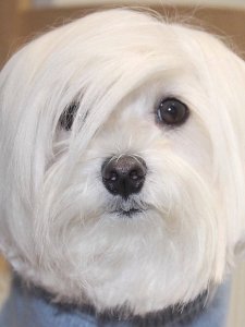 Cutest small dog breeds Maltese white fluffy coat Cutest small dog breeds Maltese white fluffy coat