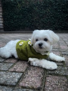 Cutest small dog breeds Maltese charming toy breed Cutest small dog breeds Maltese charming toy breed