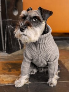 Cutest small dog breeds Miniature Schnauzer fluffy pup Cutest small dog breeds Miniature Schnauzer fluffy pup