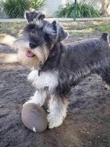 Cutest small dog breeds Miniature Schnauzer happy little pup Cutest small dog breeds Miniature Schnauzer happy little pup