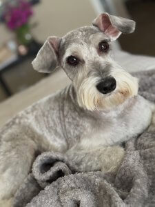 Cutest small dog breeds Miniature Schnauzer friendly face Cutest small dog breeds Miniature Schnauzer friendly face