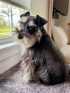 Cutest small dog breeds Miniature Schnauzer playful pet Cutest small dog breeds Miniature Schnauzer playful pet
