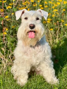 Cutest small dog breeds Miniature Schnauzer Cutest small dog breeds Miniature Schnauzer