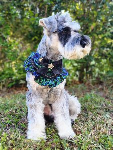 Cutest small dog breeds Miniature Schnauzer tiny companion Cutest small dog breeds Miniature Schnauzer tiny companion