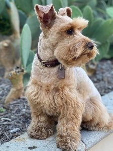 Cutest small dog breeds Miniature Schnauzer loyal friend Cutest small dog breeds Miniature Schnauzer loyal friend