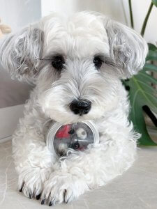 Cutest small dog breeds Miniature Schnauzer energetic buddy Cutest small dog breeds Miniature Schnauzer energetic buddy