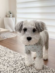 Cutest small dog breeds Miniature Schnauzer charming pup Cutest small dog breeds Miniature Schnauzer charming pup
