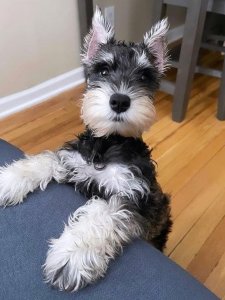 Cutest small dog breeds Miniature Schnauzer affectionate pal Cutest small dog breeds Miniature Schnauzer affectionate pal