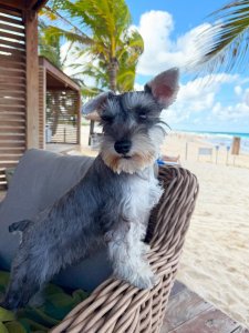 Cutest small dog breeds Miniature Schnauzer cheerful cutie Cutest small dog breeds Miniature Schnauzer cheerful cutie