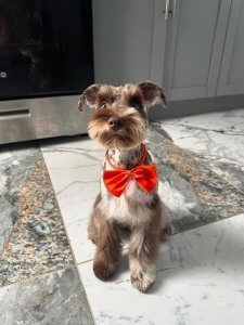Cutest small dog breeds Miniature Schnauzer cutie Cutest small dog breeds Miniature Schnauzer cutie
