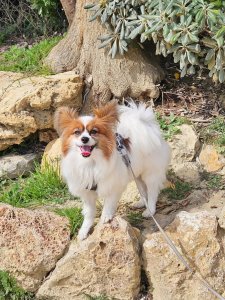 Cutest small dog breeds Papillon adorable pup Cutest small dog breeds Papillon adorable pup