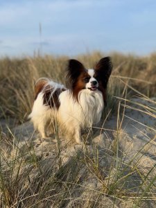 Cutest small dog breeds Papillon graceful pet Cutest small dog breeds Papillon graceful pet