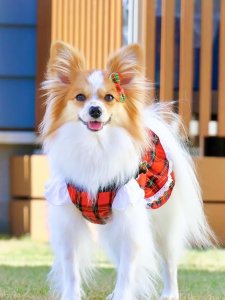 Cutest small dog breeds Papillon small and elegant Cutest small dog breeds Papillon small and elegant