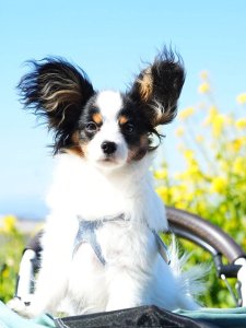 Cutest small dog breeds Papillon energetic toy breed Cutest small dog breeds Papillon energetic toy breed