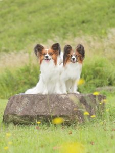 Cutest small dog breeds Papillon playful dogs Cutest small dog breeds Papillon playful dogs