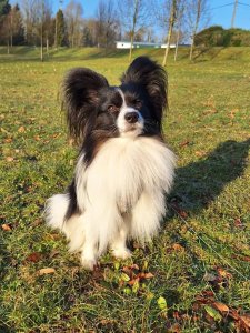 Cutest small dog breeds Papillon Cutest small dog breeds Papillon