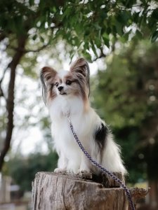 Cutest small dog breeds Papillon friendly and smart Cutest small dog breeds Papillon friendly and smart