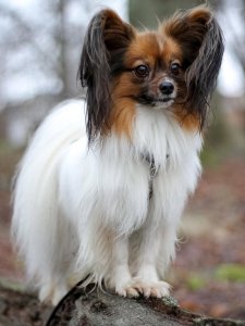 Cutest small dog breeds Papillon tiny and cute Cutest small dog breeds Papillon tiny and cute