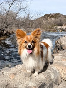 Cutest small dog breeds Papillon happy little pup Cutest small dog breeds Papillon happy little pup