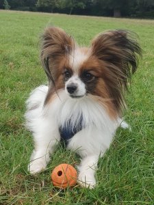 Cutest small dog breeds Papillon charming little dog Cutest small dog breeds Papillon charming little dog