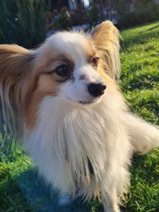 Cutest small dog breeds Papillon loyal companion Cutest small dog breeds Papillon loyal companion