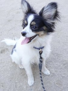 Cutest small dog breeds Papillon fluffy eared dog Cutest small dog breeds Papillon fluffy eared dog